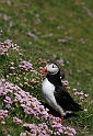 Puffin - C